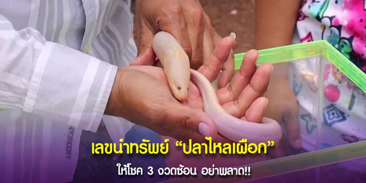 “ปลาไหลเผือก” แบ่ง “เลขสมหวัง”