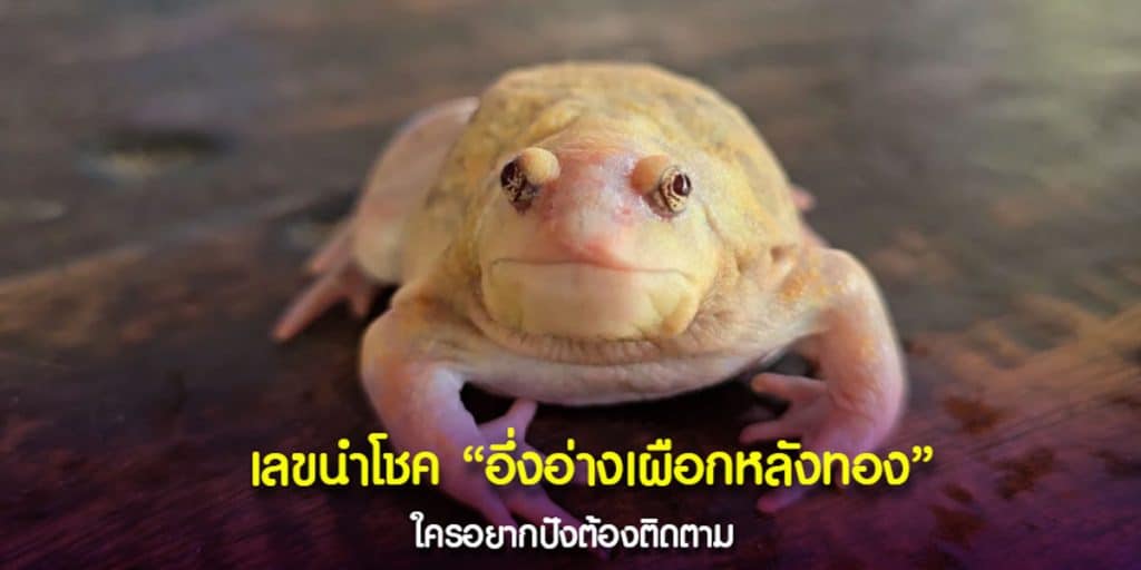 เลขพาเฮงอึ่งอ่างเผือก