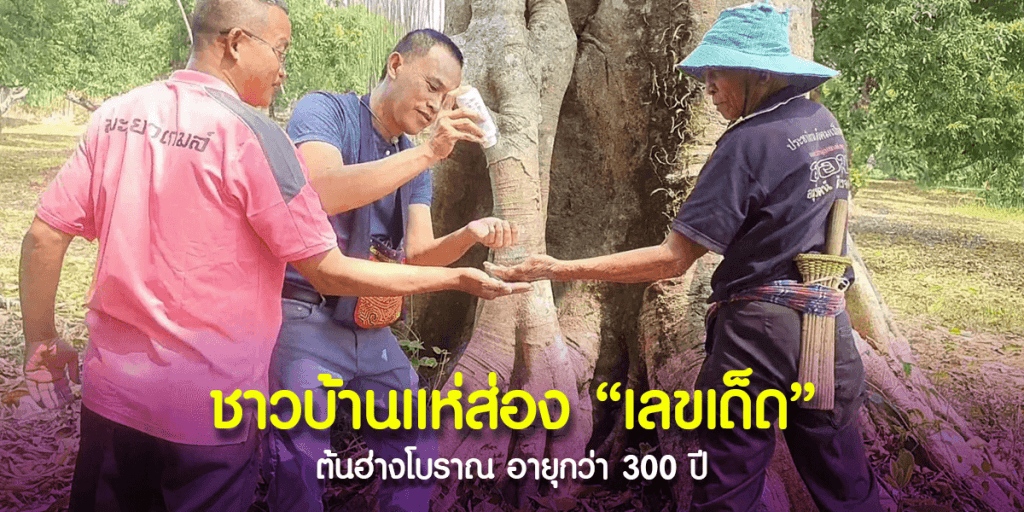ต้นฮ่างอายุหลายร้อยปีให้โชค