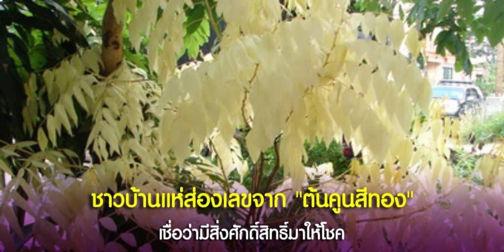 ต้นคูนสีทอง