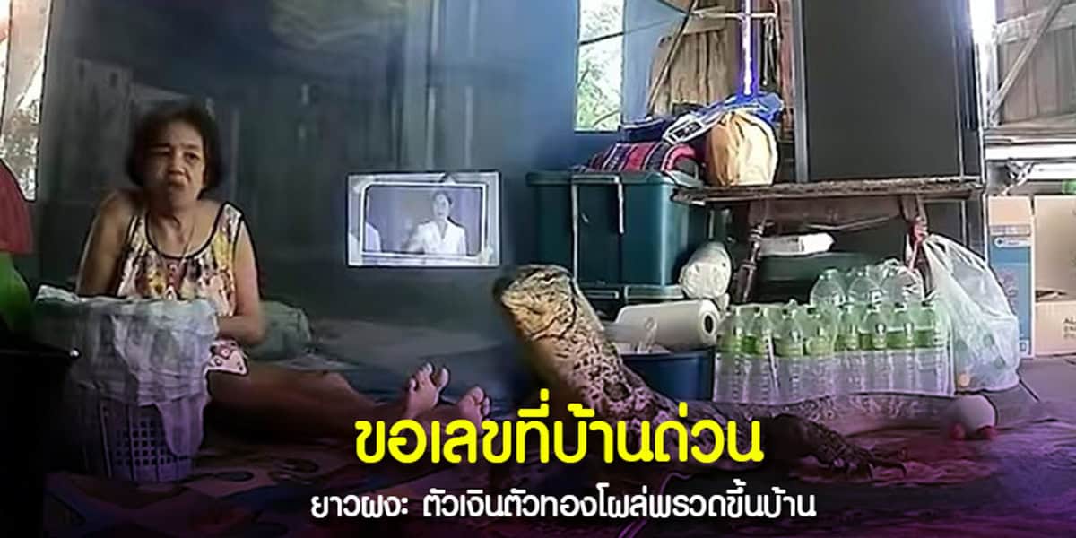 ยายผวา พบตัวเงินตัวทองขึ้นบ้าน